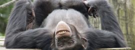 Fascinating Chimpanzee Marketing Secret